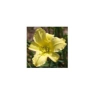 Hemerocallis 'Alice in Wonderland' (F. D. Richards / flickr.com)