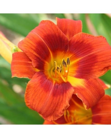 Hemerocallis 'Holiday Delight' (Marie-Elise Liennard)