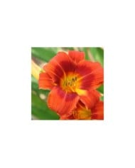 Hemerocallis 'Holiday Delight' (Marie-Elise Liennard)