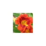 Hemerocallis 'Holiday Delight' (Marie-Elise Liennard)