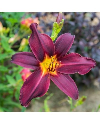 Hemerocallis 'American Revolution' (F. D. Richards / flickr.com)