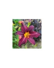 Hemerocallis 'American Revolution' (F. D. Richards / flickr.com)