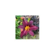 Hemerocallis 'American Revolution' (F. D. Richards / flickr.com)