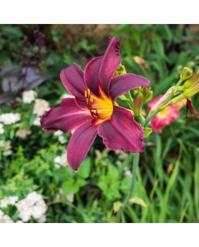 Hemerocallis 'American Revolution' (F. D. Richards / flickr.com)