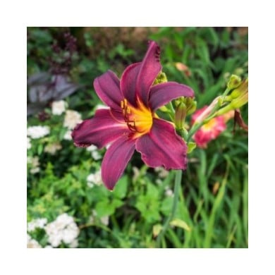 Hemerocallis 'American Revolution' (F. D. Richards / flickr.com)