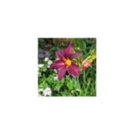 Hemerocallis 'American Revolution' (F. D. Richards / flickr.com)