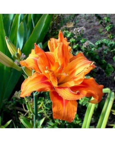 Hemerocallis 'Apricot Beauty' (steadb / Adobe Stock)