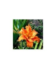 Hemerocallis 'Apricot Beauty' (steadb / Adobe Stock)