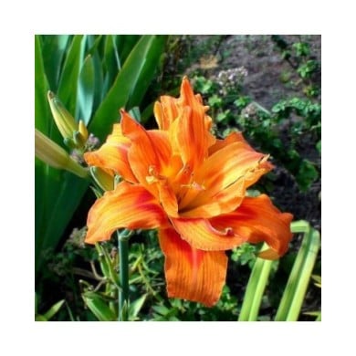 Hemerocallis 'Apricot Beauty' (steadb / Adobe Stock)
