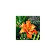Hemerocallis 'Apricot Beauty' (steadb / Adobe Stock)