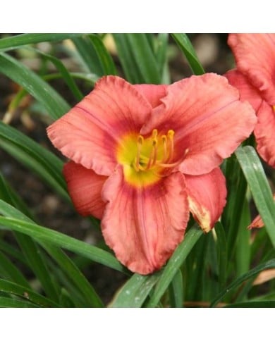 Hemerocallis 'Rosy Returns' (Marie-Elise Liennard)
