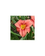 Hemerocallis 'Rosy Returns' (Marie-Elise Liennard)