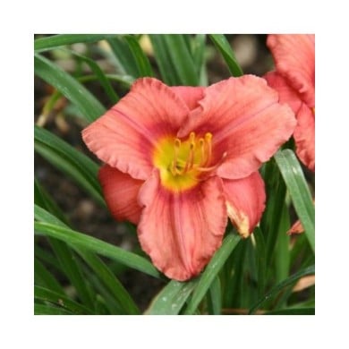 Hemerocallis 'Rosy Returns' (Marie-Elise Liennard)