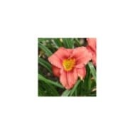 Hemerocallis 'Rosy Returns' (Marie-Elise Liennard)
