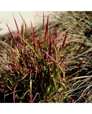 Imperata cylindrica 'Red Baron' - Flickr F. D. Richards