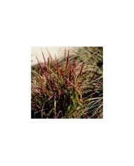 Imperata cylindrica 'Red Baron' - Flickr F. D. Richards