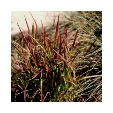 Imperata cylindrica 'Red Baron' - Flickr F. D. Richards