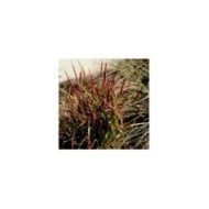 Imperata cylindrica 'Red Baron' - Flickr F. D. Richards