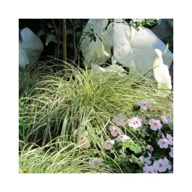 Carex oshimensis 'Evergold' (cultivar413 / flickr.com)