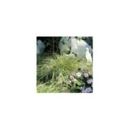 Carex oshimensis 'Evergold' (cultivar413 / flickr.com)