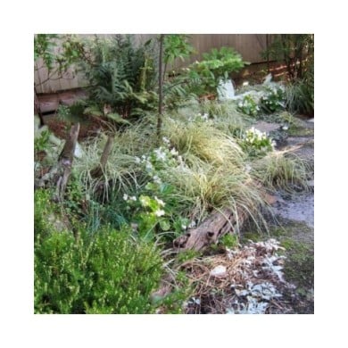 Carex oshimensis 'Evergold' - Flickr cultivar413 - Massif