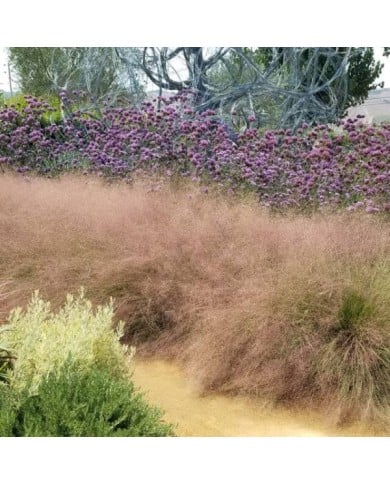 Muhlenbergia capillaris (Plant Right / flickr.com)