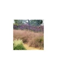 Muhlenbergia capillaris (Plant Right / flickr.com)