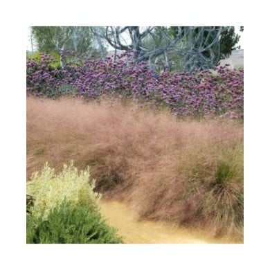 Muhlenbergia capillaris (Plant Right / flickr.com)