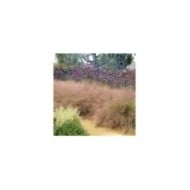 Muhlenbergia capillaris (Plant Right / flickr.com)
