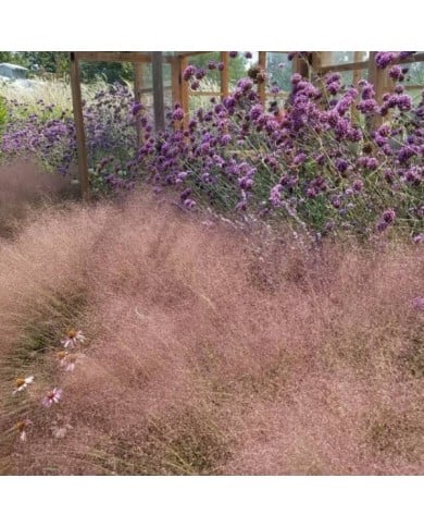Muhlenbergia capillaris (Plant Right / flickr.com)