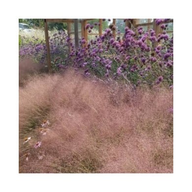 Muhlenbergia capillaris (Plant Right / flickr.com)
