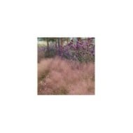 Muhlenbergia capillaris (Plant Right / flickr.com)