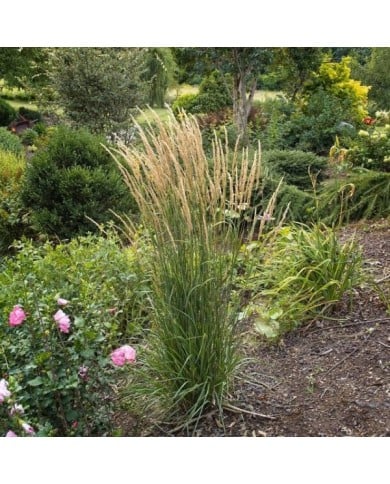 Calamagrostis acutiflora 'Karl Foerster' - Flickr - F. D. Richards