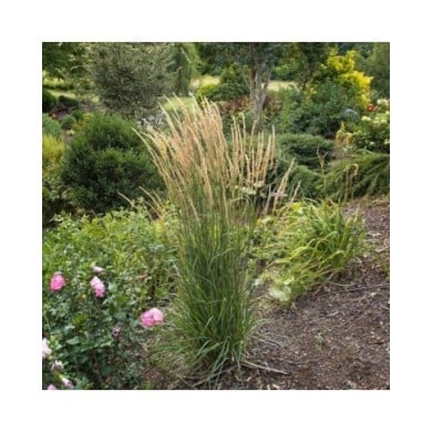 Calamagrostis acutiflora 'Karl Foerster' - Flickr - F. D. Richards
