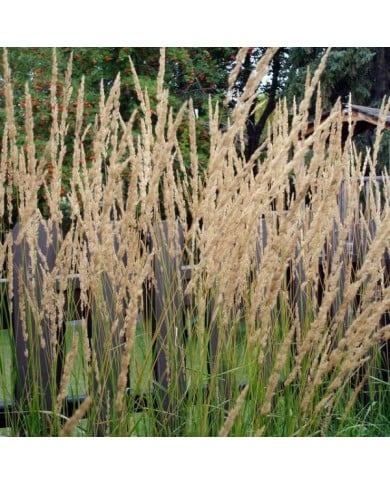 Calamagrostis acutiflora 'Karl Foerster' - Flickr - daryl_mitchell