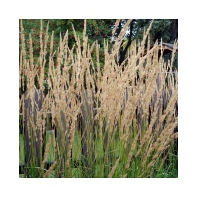 Calamagrostis acutiflora 'Karl Foerster' - Flickr - daryl_mitchell
