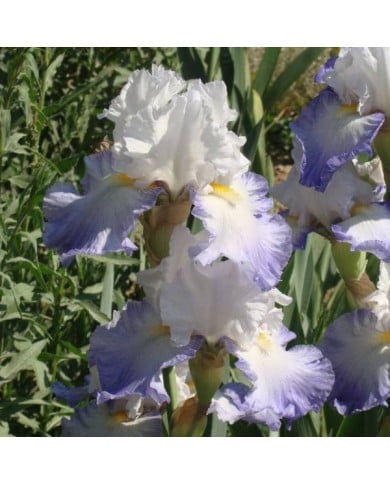 Iris des Jardins 'Alizés' (Jebulon / wikimedia.org)