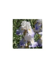 Iris des Jardins 'Alizés' (Jebulon / wikimedia.org)