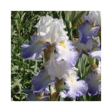 Iris des Jardins 'Alizés' (Jebulon / wikimedia.org)