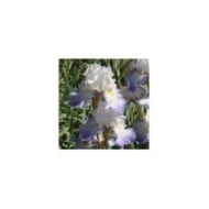 Iris des Jardins 'Alizés' (Jebulon / wikimedia.org)