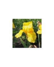 Iris des Jardins 'Ola Kala' (Agnieszka Kwiecie? - Nova / wikimedia.org)