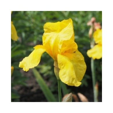 Iris des Jardins 'Ola Kala' (Agnieszka Kwiecie? - Nova / wikimedia.org)