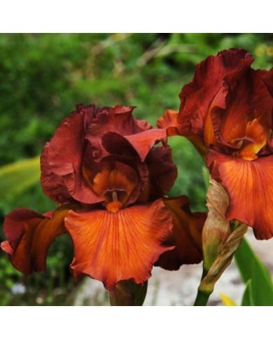 Iris des Jardins 'Dutch Chocolate' (Bernard Spragg. NZ)