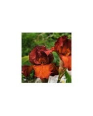 Iris des Jardins 'Dutch Chocolate' (Bernard Spragg. NZ)