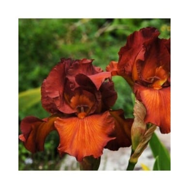 Iris des Jardins 'Dutch Chocolate' (Bernard Spragg. NZ)
