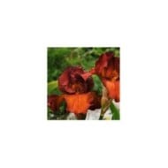 Iris des Jardins 'Dutch Chocolate' (Bernard Spragg. NZ)