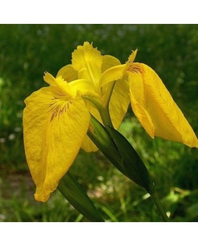 Iris pseudacorus (Jean-Jacques MILAN / wikimedia.org)