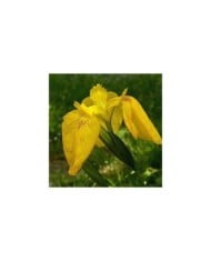 Iris pseudacorus (Jean-Jacques MILAN / wikimedia.org)