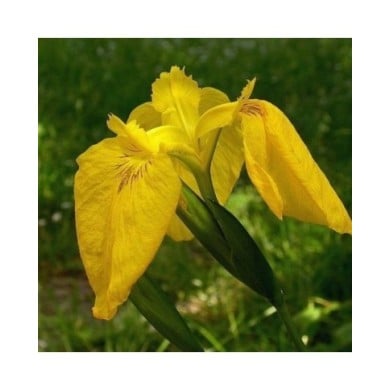 Iris pseudacorus (Jean-Jacques MILAN / wikimedia.org)