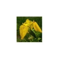 Iris pseudacorus (Jean-Jacques MILAN / wikimedia.org)
